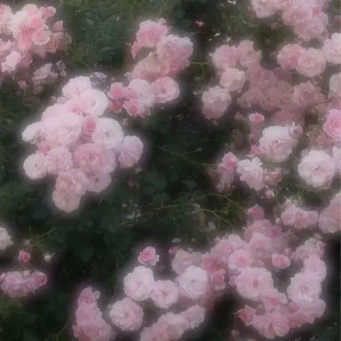 Profile image of 채밤비