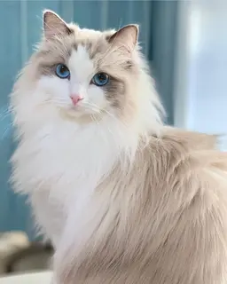 Profile image of ハッシュヴァルト