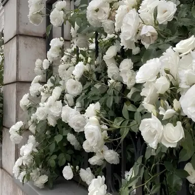 Profile image of 장지아하오