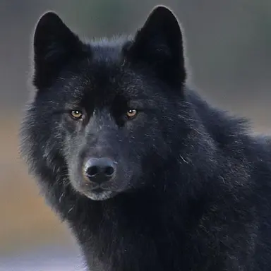 Profile image of グク