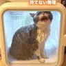 Profile image of 猫
