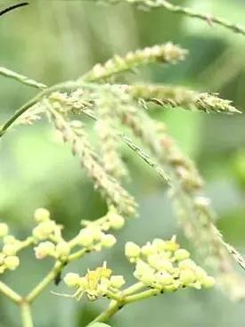 iamFIRE0214의 オオスズメバチ🐝