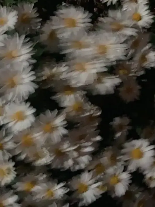 gd_0818_8의 내가 버린 강아지