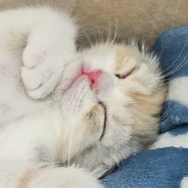 Profile image of 루냥