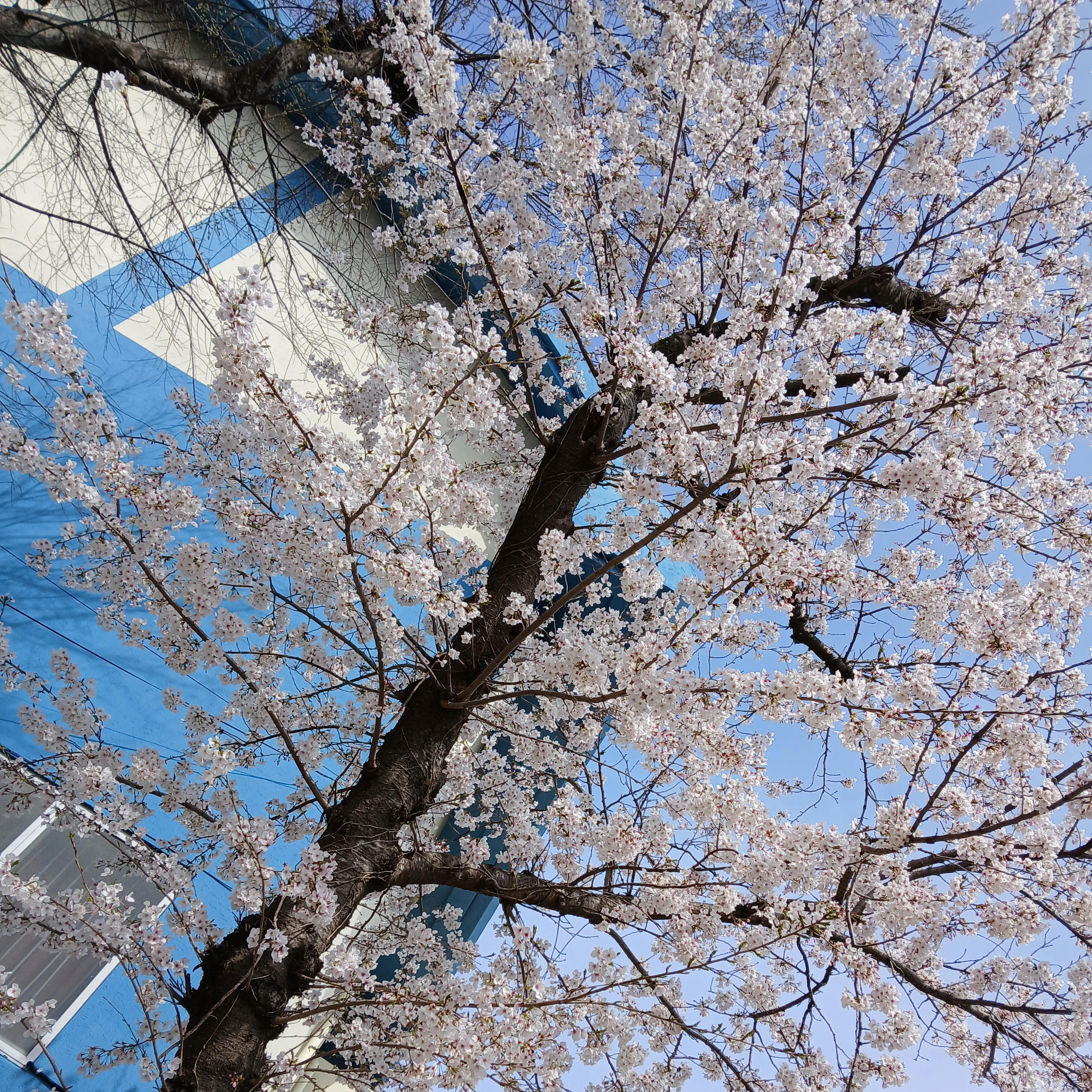 체연준
