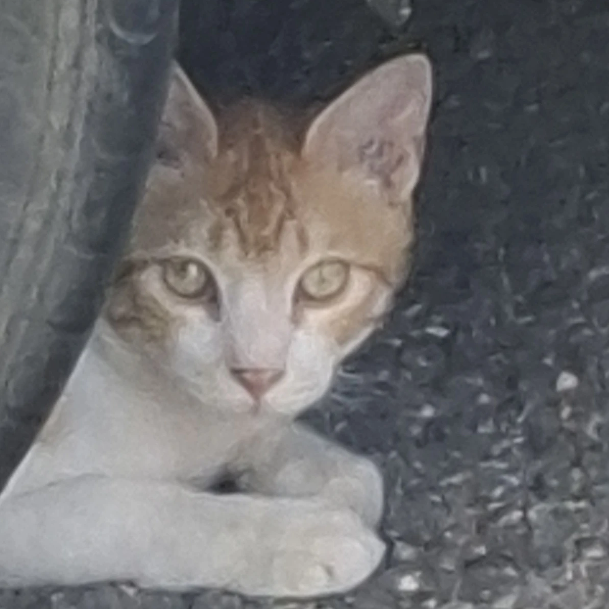 리레볼루션