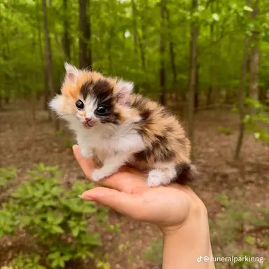 Profile image of Isabella