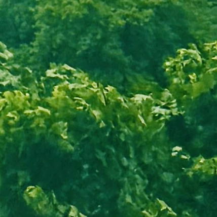 이한