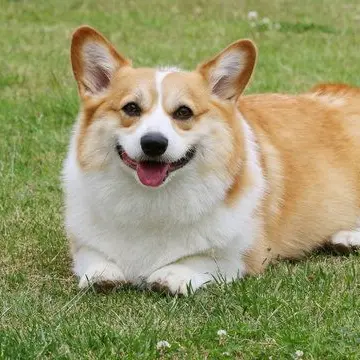 Profile image of こう