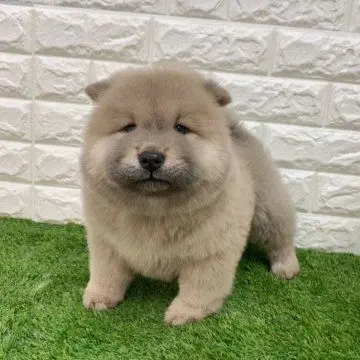 Profile image of くり