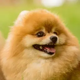 Profile image of ミルク