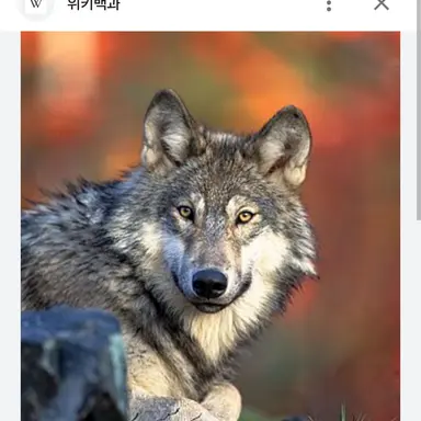 Profile image of 늑대