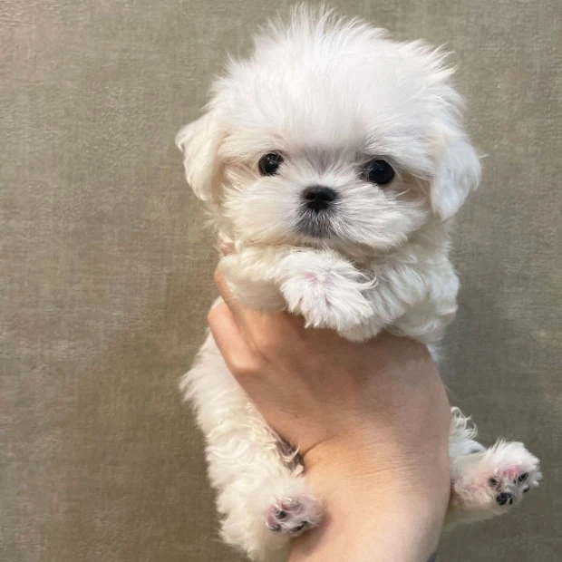 흔한남매