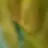 퍼리