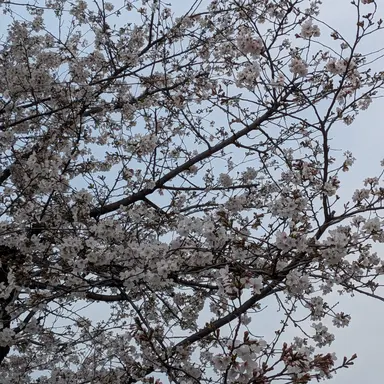 Profile image of 怪異