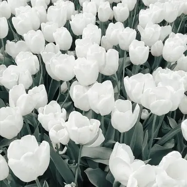 Profile image of 백현