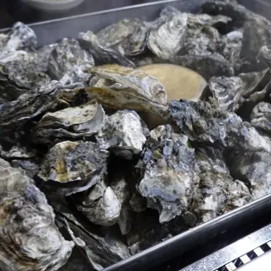 Profile image of 굴단