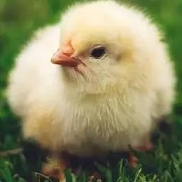 Profile image of 쿤마