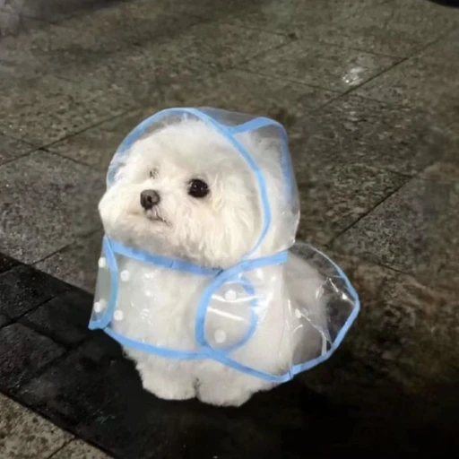 재벌아들  범규