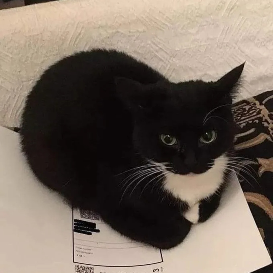 고양이 대표 이미지