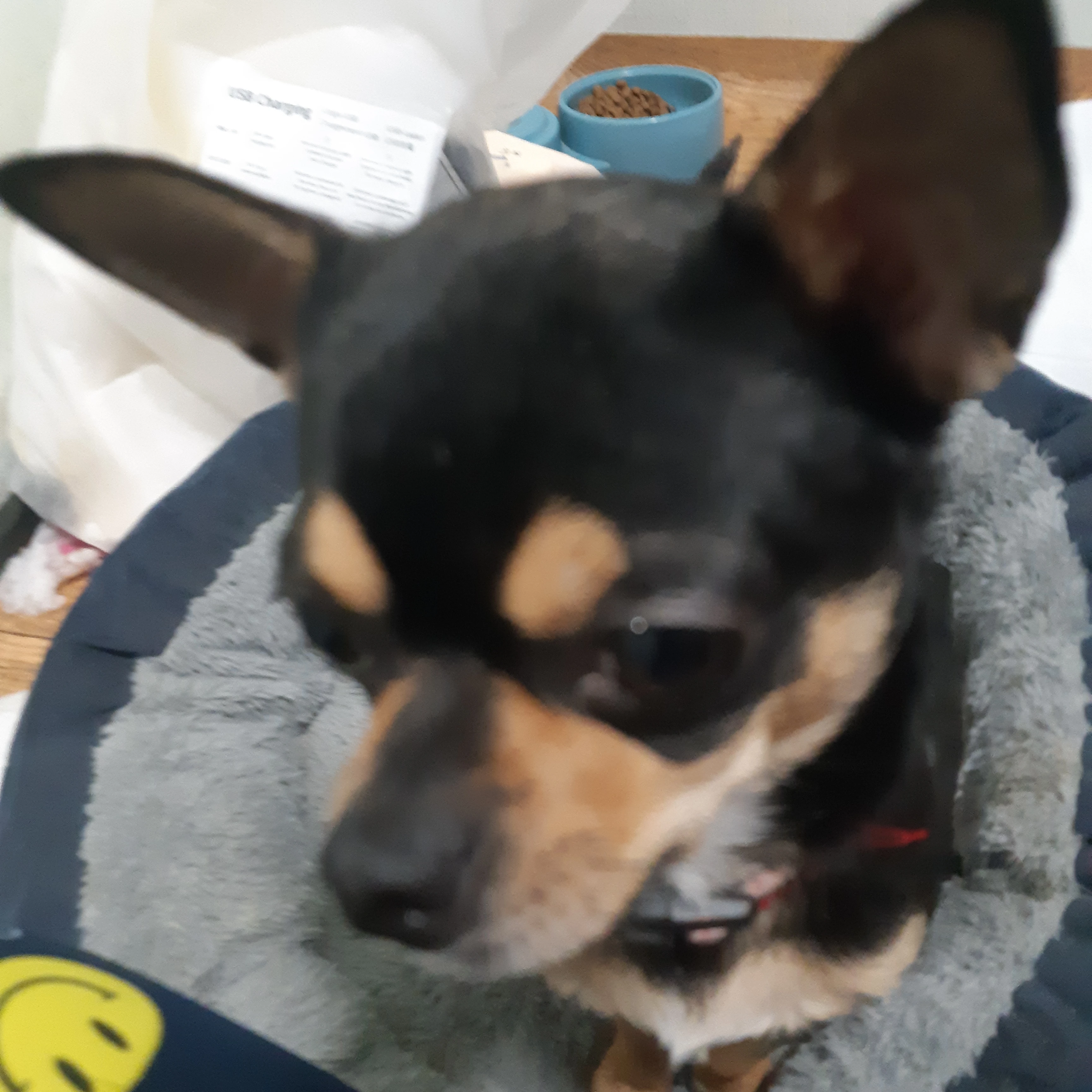 하리 일행들