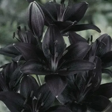 Profile image of 알하이탐