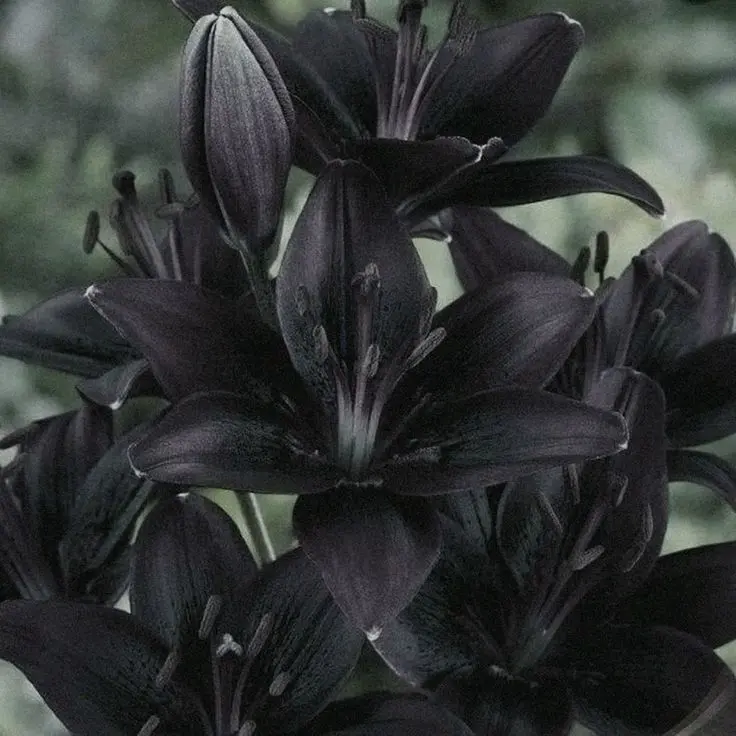 DVE__LUX.sHan의 알하이탐