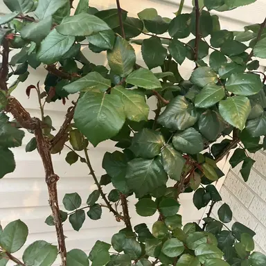 Profile image of 若井　滉斗