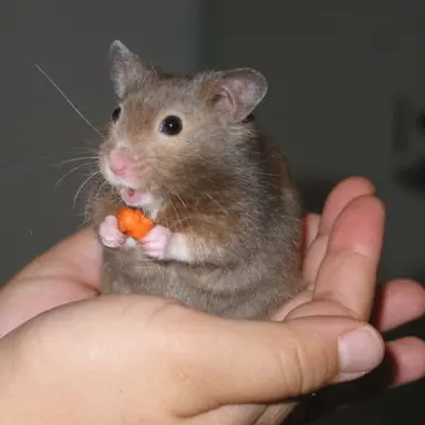 Profile image of 햄스터