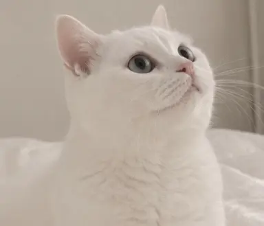 Profile image of Kofuyu
