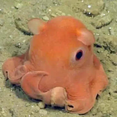 Profile image of 심해생물