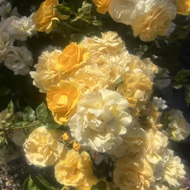 Profile image of 쪼만