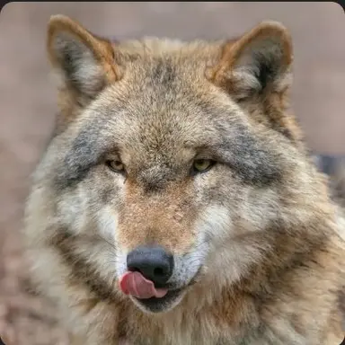 Profile image of 늑대