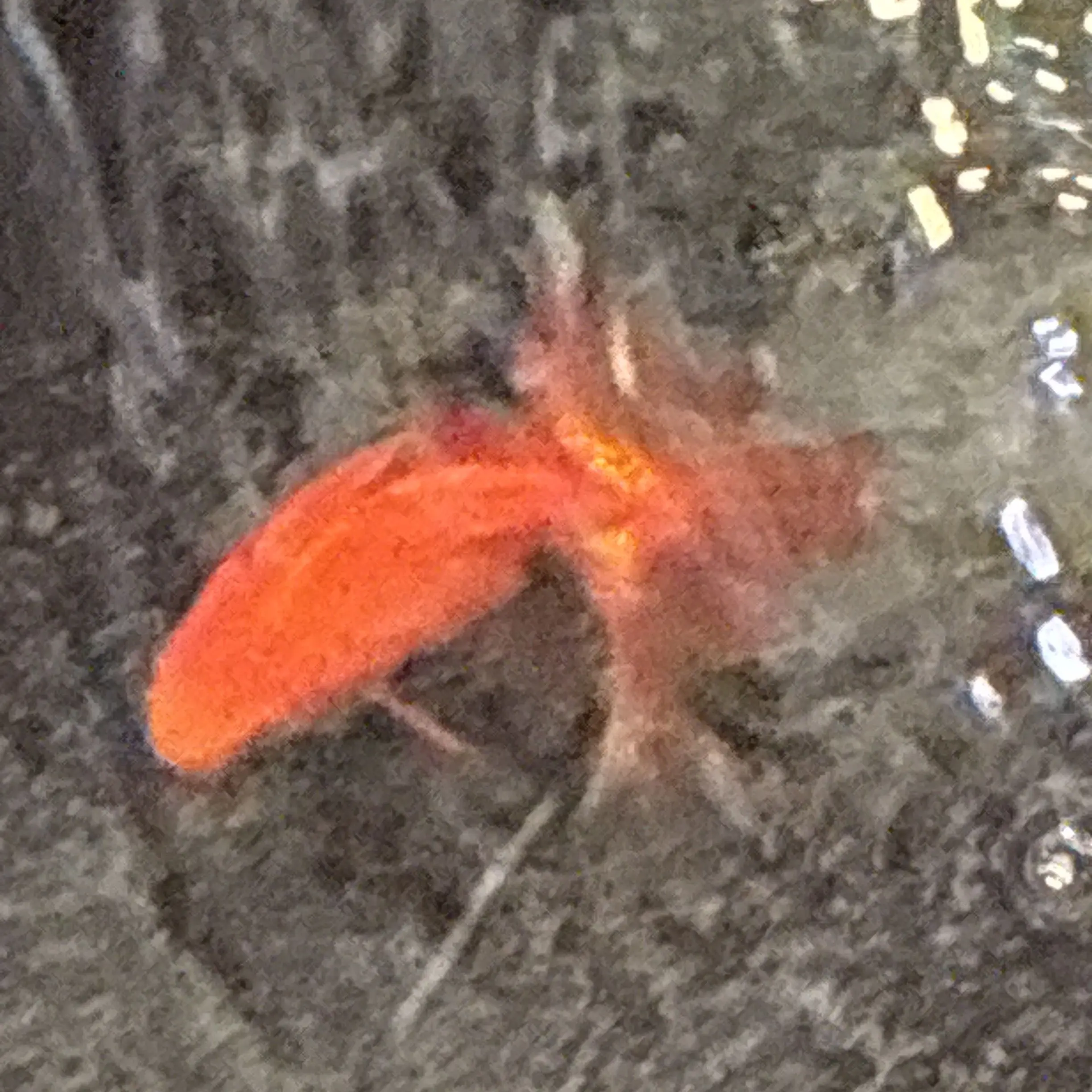 SquareBoss6809의 😎