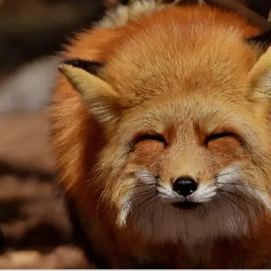 Profile image of 여우
