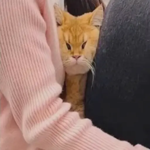 mango_sulbing의 고양이