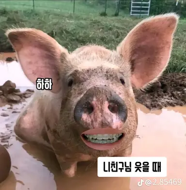 Profile image of 여우