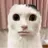 중국 고얌이