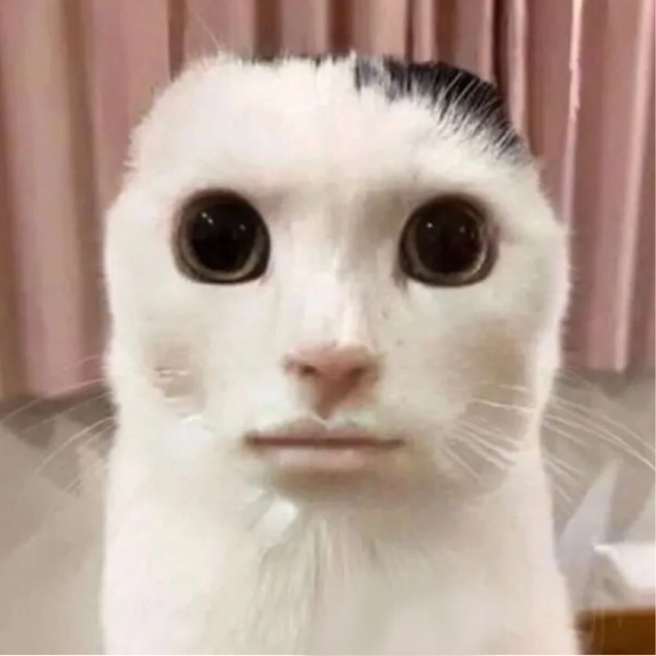 중국 고얌이