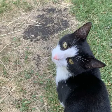 Profile image of 猫