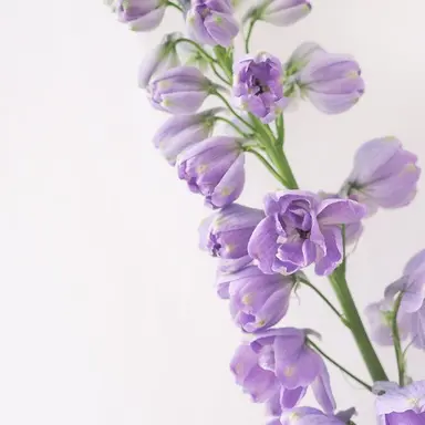 Profile image of 황수현