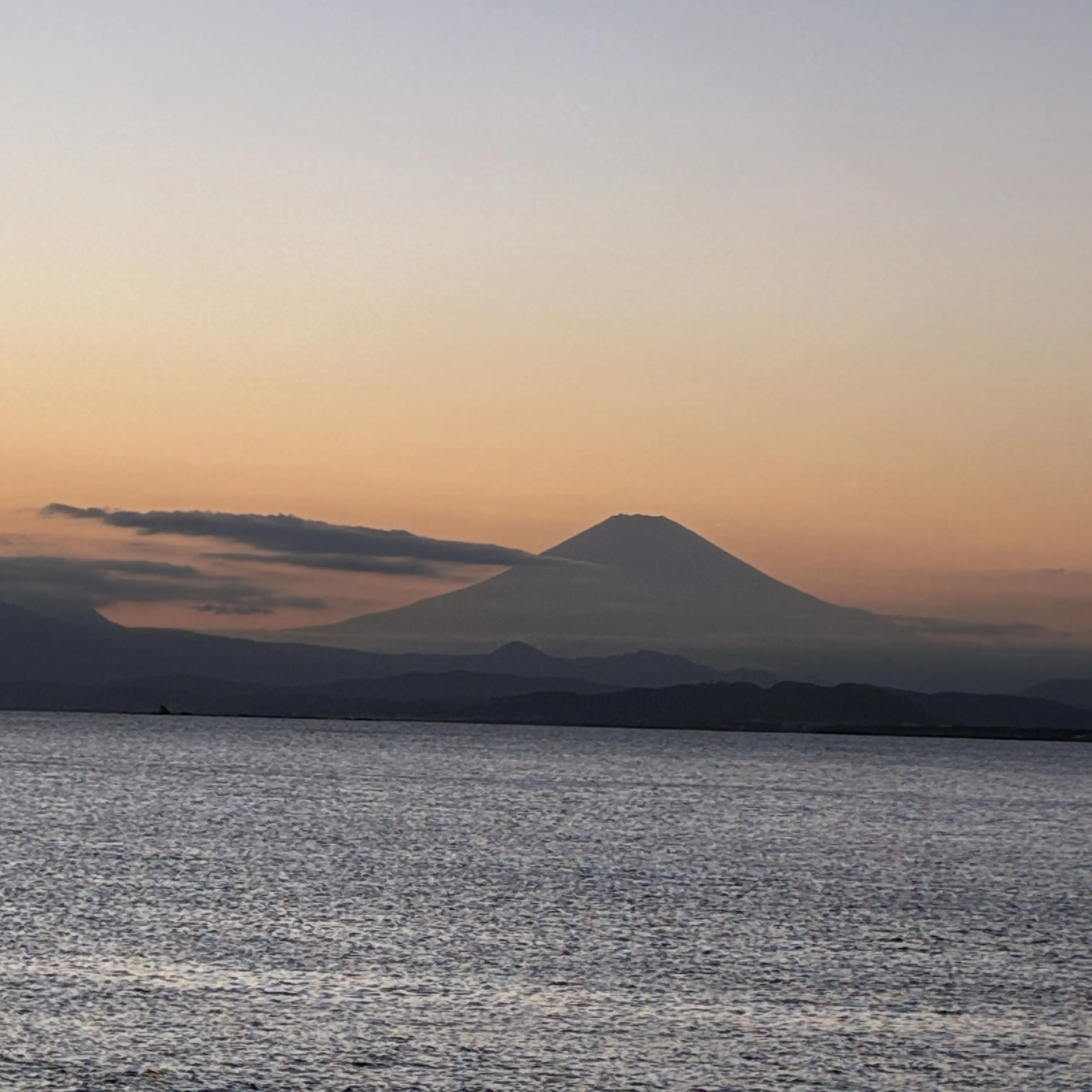 CosmicCake2545의 薔薇