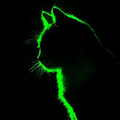 Profile image of 코루