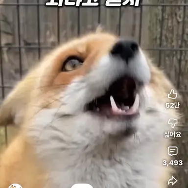 Profile image of 여우새끼