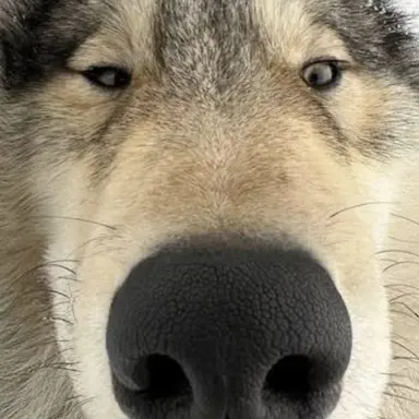 Profile image of 늑대