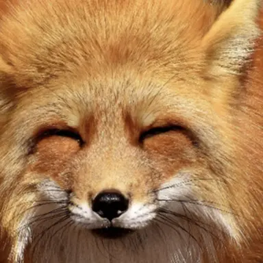 Profile image of 여우