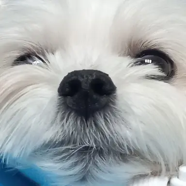 Profile image of 오뉴