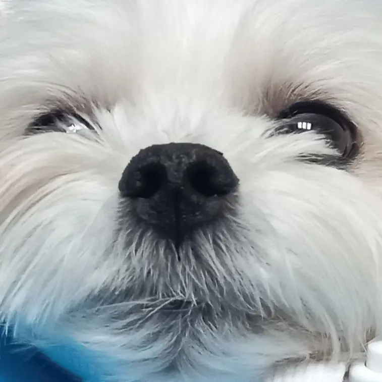 SmallSteak3332의 리레볼루션