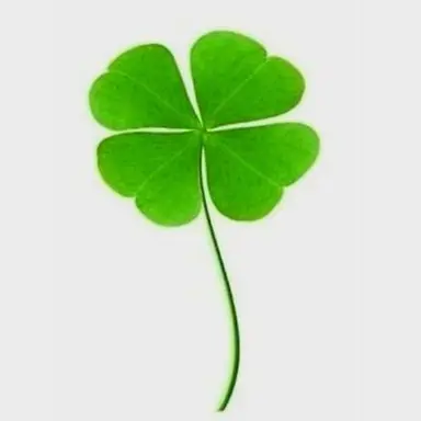 Profile image of 키리슈가 쿠키