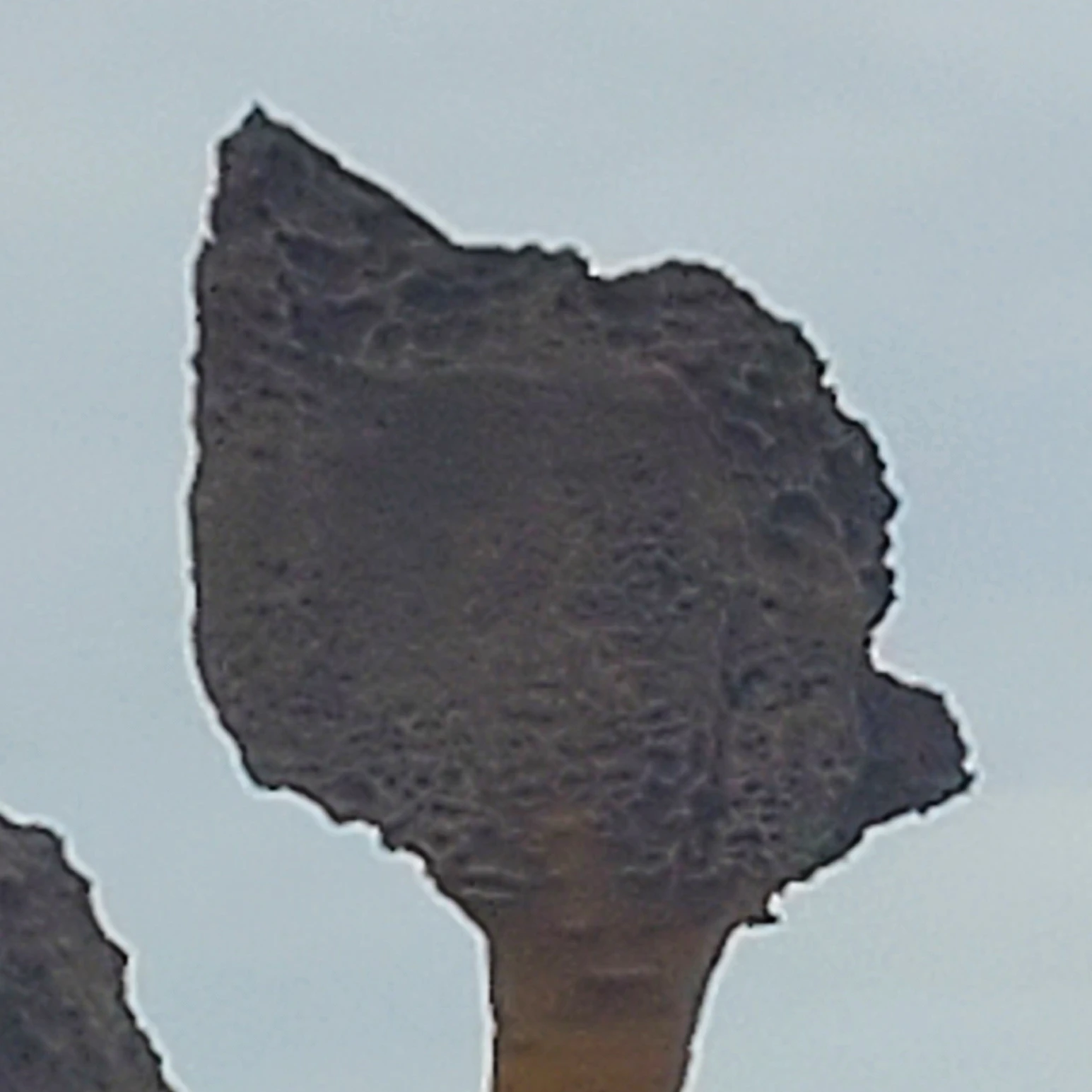 FPE